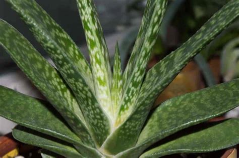 Gasteria Plant Care: Learn To Grow And Propagate Gasteria Succulents