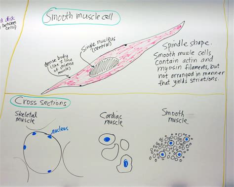 Smooth Muscle Tissue Diagram Drawing - ezildaricci