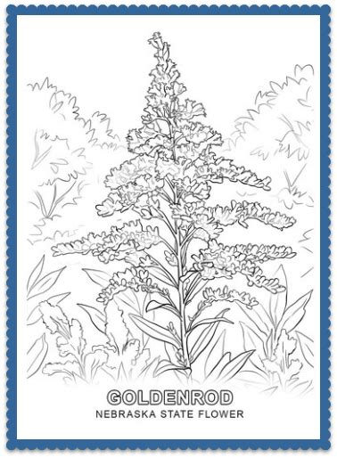 Nebraska State Flower - Goldenrod by USA Facts for Kids