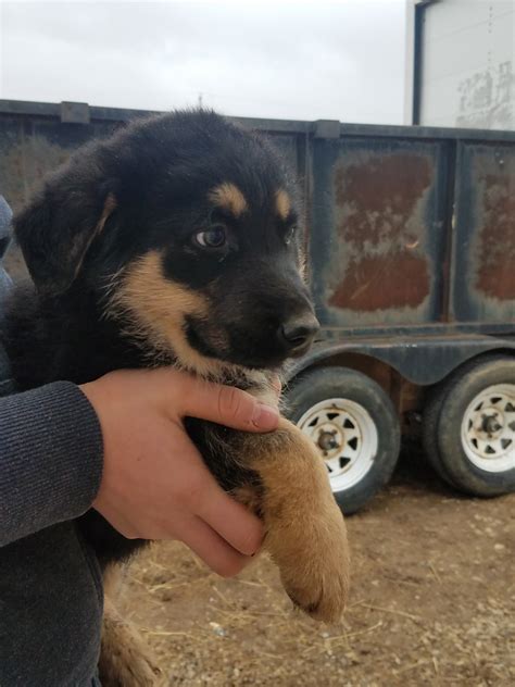 East European Shepherd Puppies For Sale | Ohio Drive, Jackson Township ...