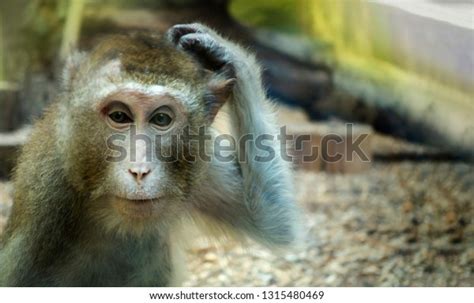 666 Monkey Scratching Head Images, Stock Photos, 3D objects, & Vectors | Shutterstock