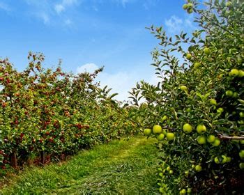 Apple Orchards in CT | Lyman Orchards