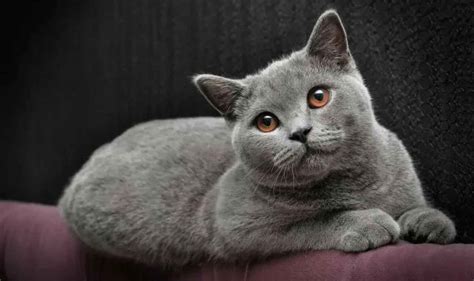 British Shorthair | Cat Breed Information & Facts – Pictures | Pets Feed