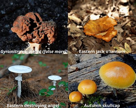 The 5 Most Common Edible Mushrooms In Michigan | ForagingGuru