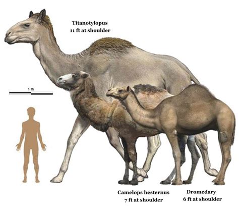 three camels are shown next to each other with the same size and body area