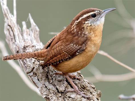 Carolina Wren - NestWatch