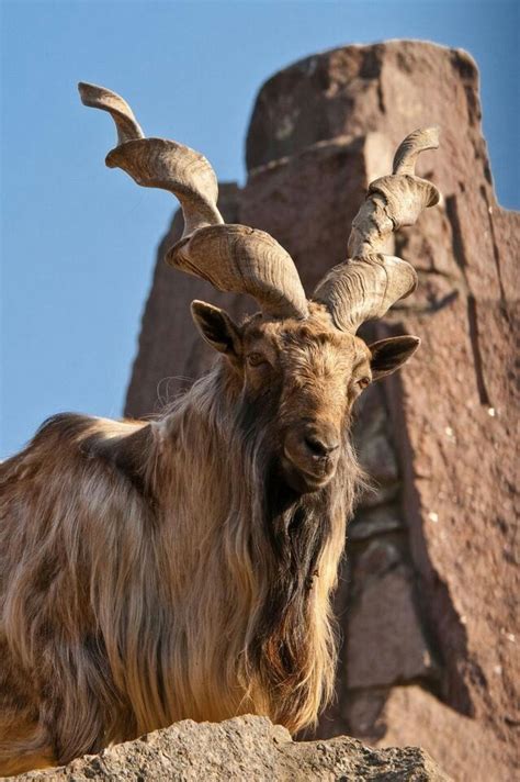 Markhor (Capra falconeri), Afghanistan, Pakistan. Visit Facebook: "Animals are Awesome". Animals ...