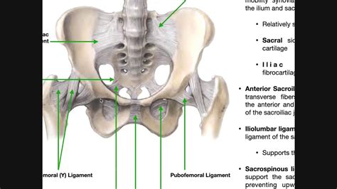 Sacrococcygeal Joint