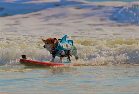 St. Augustine’s Guy Harvey Resort Sponsors a Pups and Sups Dog Surfing Event for K9s For ...