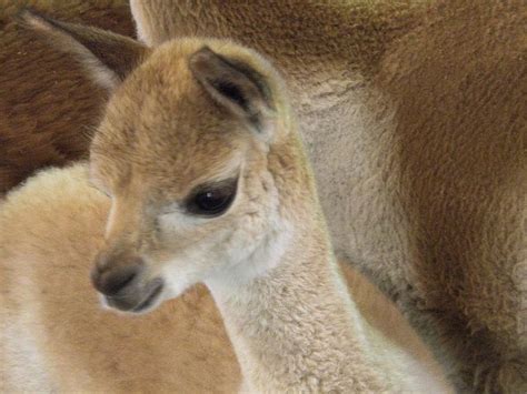 Baby Paco-Vicuña | Interesting animals, Beautiful creatures, Animals