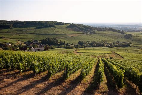 Buy Favourite Burgundy Vineyards Lunch, Friday 21st February 2020 ...