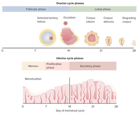 Menstrual Cycle | Concise Medical Knowledge