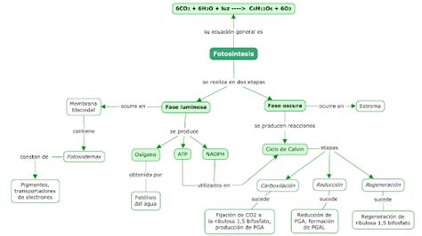 Mapa conceptual de la fotosíntesis ¡Guía paso a paso!