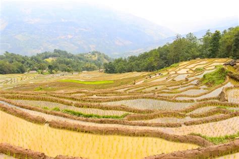 Premium Photo | Paddy rice plantation and fields beautiful rice fields ...