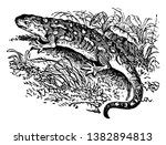 Salamander Free Stock Photo - Public Domain Pictures