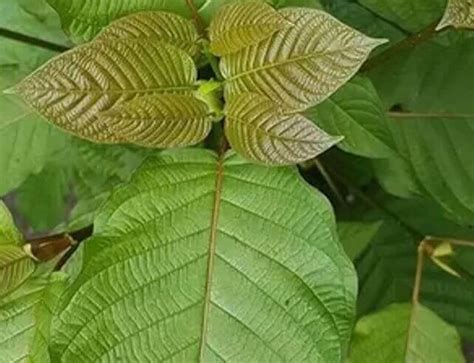 14 Kratom Side Effects, And Benefits » 2024