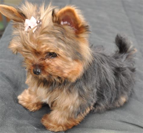 courtashyorkies Tiny T-cup yorkie pup 3 1/2 months... #yorkshireterrier | Yorkshire terrier ...