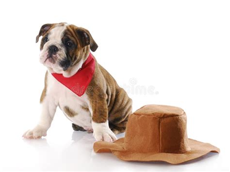 Dog Wearing Cowboy Hat Stock Images - Download 143 Royalty Free Photos ...