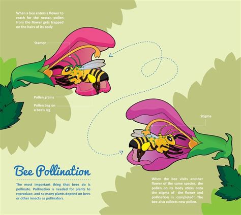 Premium Vector | Bee pollination process infographic