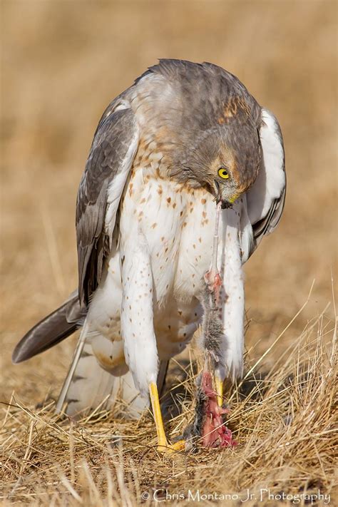 Northern Harrier www.1eyedduck.com www.facebook.com/CJMPHOTOS | Harrier, Animals, Birds