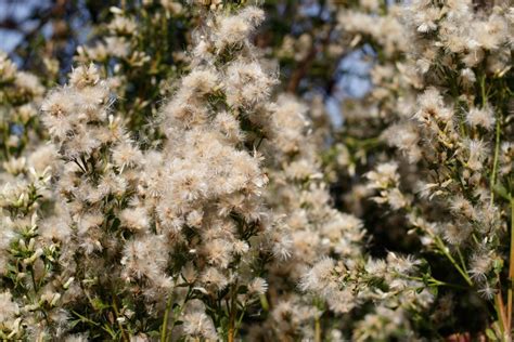 How to Grow and Care for Coyote Bush (Baccharis pilularis) - GrowingVale