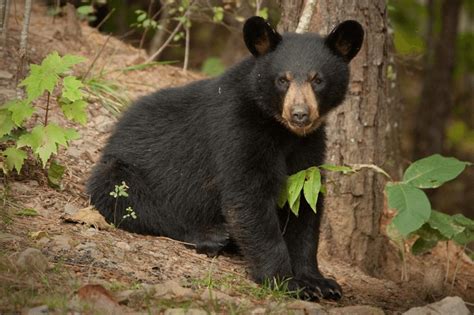 Appalachian Bear Rescue: Giving Bears a Second Chance - CRITTERFACTS