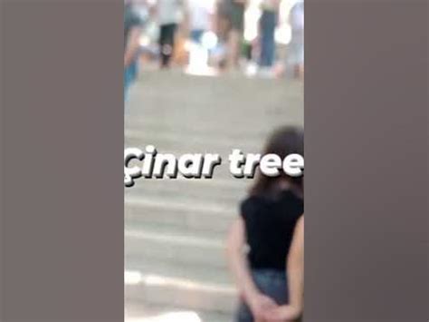 Çinar tree in bursa - YouTube