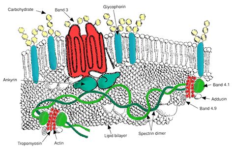File:RBC membrane major proteins.png - Wikimedia Commons