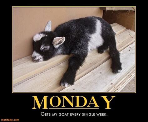 Monday, Gets My Goat Every Single Week Pictures, Photos, and Images for Facebook, Tumblr ...