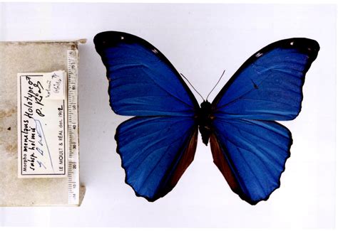 Morpho m. menelaus (type specimens)