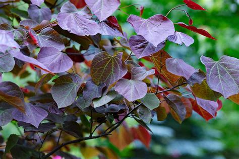 21 of the Best Redbud Varieties | Gardener’s Path