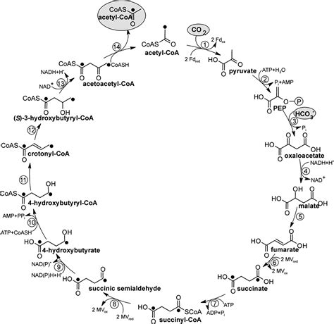 Succinate-coa ligases; succinyl-coa synthetases