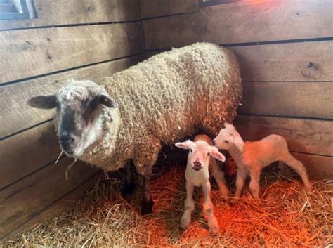 Frying Pan Farm Park Fundraiser Aims to Save Farm Animals | Reston Now