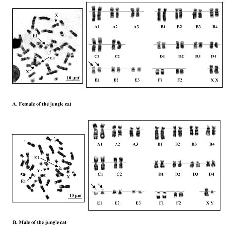 Metaphase chromosome plates and karyotype of the female (A) and male... | Download Scientific ...