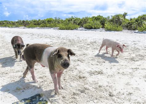 How to visit Swimming Pigs on an Exuma Pigs Tour, Bahamas Air Tours