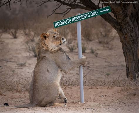 Comedy Wildlife Photography Awards 2019: Hilarious Photos You Have to See