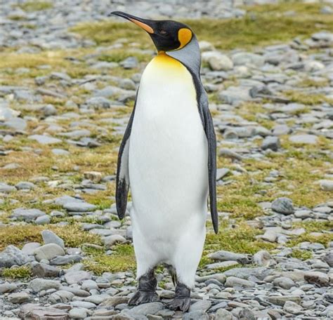 27 Amazing Penguin Species From Around The World | Funzug.com