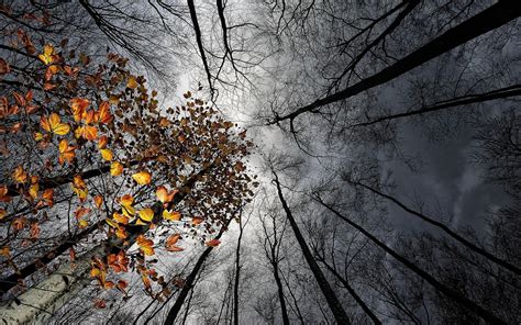 Download Cloud Leaf Fall Canopy Nature Tree HD Wallpaper