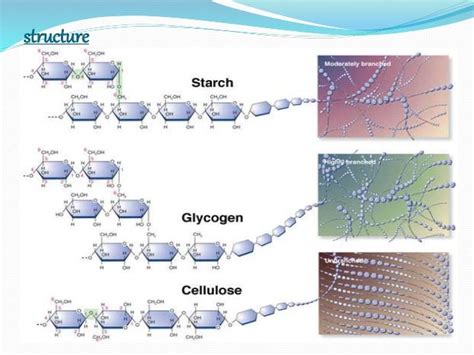 biosynthesis of polysaccharides