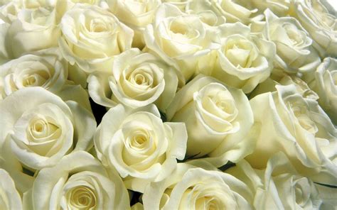 White Roses Wallpapers Desktop Backgrounds - Wallpaper Cave