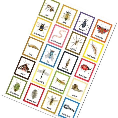 Garden Minibeasts Identification A3 Poster, Art Print, Chart