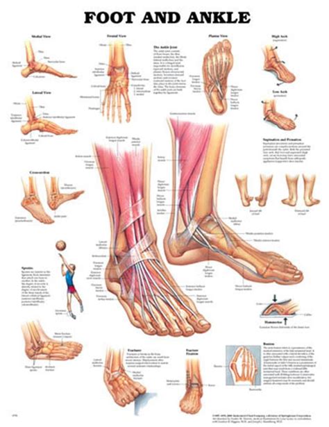 Buy Human Foot and Ankle Anatomy Chart Online at Low Prices in India ...