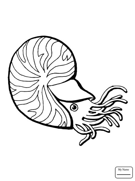 Chambered Nautilus Drawing at GetDrawings | Free download