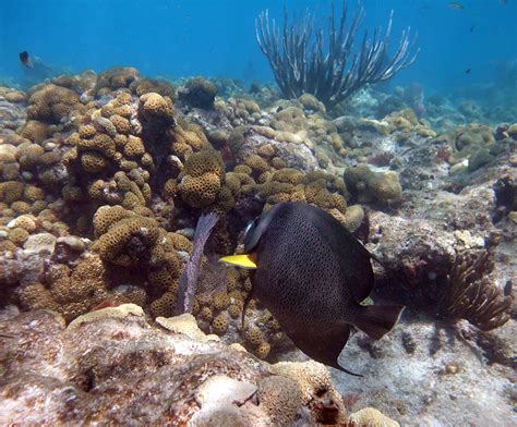 Snorkeling Looe Key Reef - It's Deep But Has Big Fish