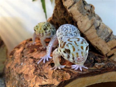 Reptile Supplies | Live Food | Vivariums | The Reptile Centre | Cute ...