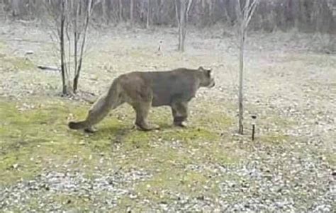 SCORES & OUTDOORS: Reported sightings of mountain lions on the upswing in Maine - The Town Line ...