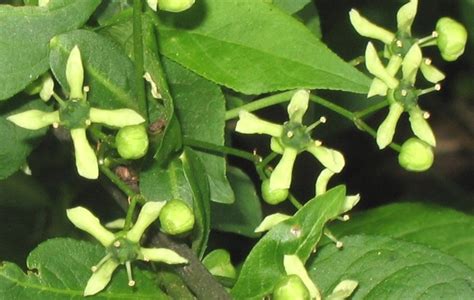 Euonymus europaeus (European spindle-tree): Go Botany