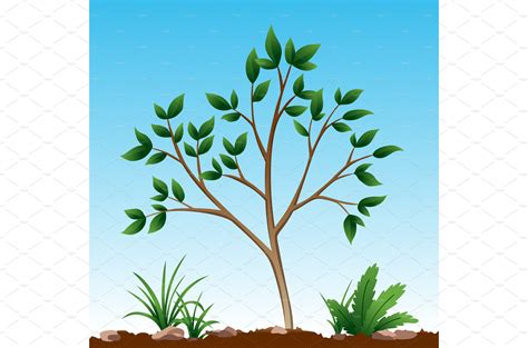 Photosynthesis process. Tree | Education Illustrations ~ Creative Market