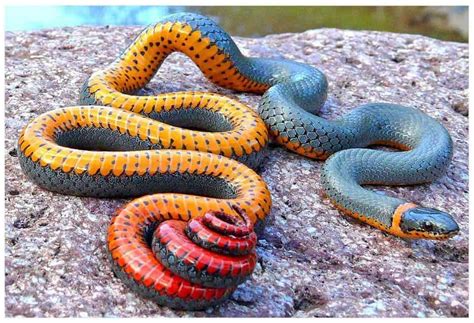 This week's amazing animal: the Regal ringneck snake