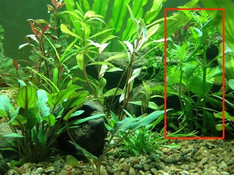 Water Wisteria (Hygrophila Difformis) Care In Aquariums